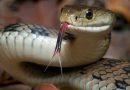 Self-Experimentation to Science: Repeated Snakebites Inform Development of Broad Antivenom
