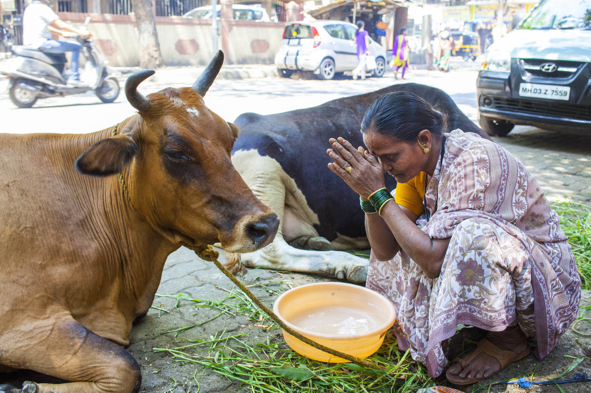 india-to-hold-online-national-cow-science-exam-the-milli-chronicle