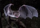Scientists figure out how vampire bats got a taste for blood