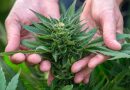Medical Breakthrough: Cannabis-Based Drug Shows Superior Relief for Back Pain, Outshining Traditional Opioids