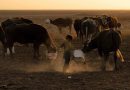 Iraq Advances Water Solutions to Support Farmers, Livestock, and Communities