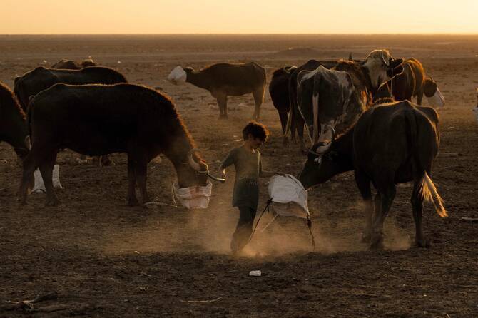 Iraq Advances Water Solutions to Support Farmers, Livestock, and Communities