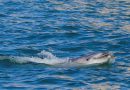 Dolphin sightings enhance ecotourism appeal of Al-Lith coastline