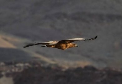 Climate Pressures and Urban Expansion Drive Rising Human-Wildlife Conflict Across Asia