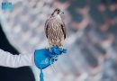 Riyadh Falcons Auction Strengthens Saudi Arabia’s Global Leadership in Falconry Heritage