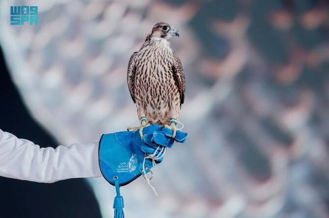 Riyadh Falcons Auction Strengthens Saudi Arabia’s Global Leadership in Falconry Heritage