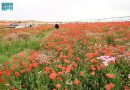 Hail Emerges as a Leading Heritage and Nature Tourism Destination in Saudi Arabia