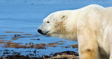 Forests and the Future: Nature’s Quiet Defense Against Climate Change