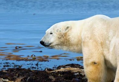 Forests and the Future: Nature’s Quiet Defense Against Climate Change