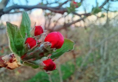 Climate pressures and market shifts reshape smallholder farming realities