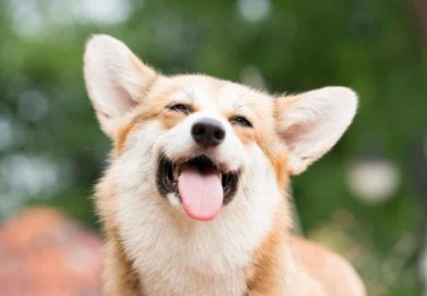 Seven missing dogs in northeast China return home after 17-km journey, drawing widespread attention online