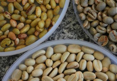 Brazil scientists turn to wild coffee genes to safeguard arabica from climate stress