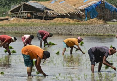 Gulf tensions ripple into India’s farms as fertiliser fears grip Punjab growers