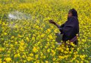 India Scrambles for Urea as War Disrupts Fertiliser Flows