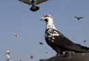 Mughal-Era Pigeon Rearing Tradition Endures in Delhi’s Old Quarters