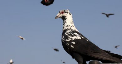 Mughal-Era Pigeon Rearing Tradition Endures in Delhi’s Old Quarters