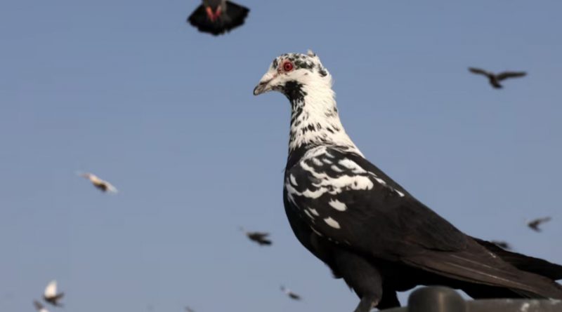 Mughal-Era Pigeon Rearing Tradition Endures in Delhi’s Old Quarters