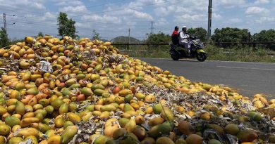 Chittoor Mango Industry Faces Severe Strain as Poor Yields and Gulf Trade Disruptions Hit Pulp Sector