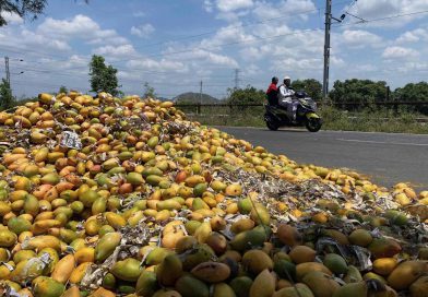 Chittoor Mango Industry Faces Severe Strain as Poor Yields and Gulf Trade Disruptions Hit Pulp Sector