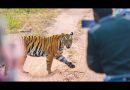India’s Tiger Reserves Tighten Safari Rules as Wildlife Tourism Faces Global Pressure for Reform