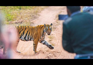 India’s Tiger Reserves Tighten Safari Rules as Wildlife Tourism Faces Global Pressure for Reform