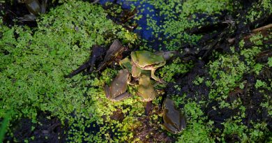 Chernobyl at 40: Wildlife in the Exclusion Zone Shows Survival, Mutation and Unfinished Scientific Debate