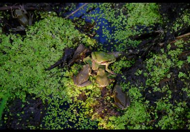 Chernobyl at 40: Wildlife in the Exclusion Zone Shows Survival, Mutation and Unfinished Scientific Debate