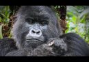 The Gorilla Encounter That Changed Wildlife Television Forever