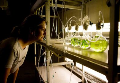 Toxic Green Algae Crisis in Brittany Raises Fresh Concerns Over Public Health and Intensive Farming