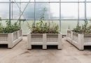 Scientists Race to Develop Climate-Resilient Apple Trees as Extreme Weather Threatens Orchards
