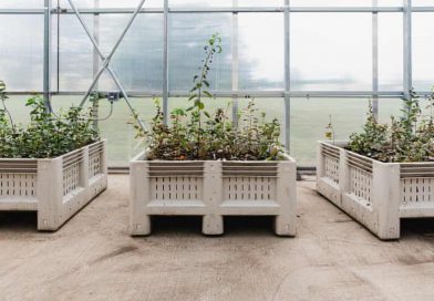 Scientists Race to Develop Climate-Resilient Apple Trees as Extreme Weather Threatens Orchards