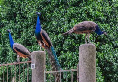 Italian Seaside Town Divided as Growing Peacock Population Sparks Debate