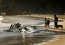 California Expands Whale-Safe Crab Fishing Measures as Marine Heatwaves Shift Migration Patterns