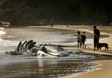 California Expands Whale-Safe Crab Fishing Measures as Marine Heatwaves Shift Migration Patterns