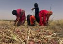 Iran Conflict Imperils Sudan Harvest as Fuel, Fertilizer Costs Surge