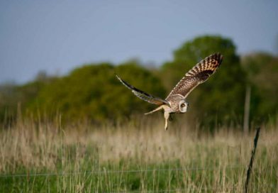 Rewilding Projects Deliver Measurable Ecological Gains as UK Movement Seeks Greater Recognition