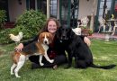 Rescued Research Beagles Begin New Lives After Wisconsin Breeding Facility Draws National Scrutiny