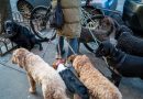 New York Faces Surge in Dog Waste Complaints as Officials Push Education Over Enforcement