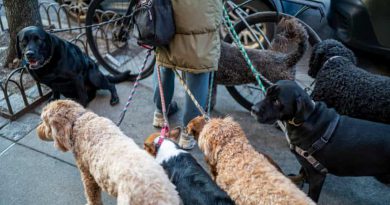 New York Faces Surge in Dog Waste Complaints as Officials Push Education Over Enforcement