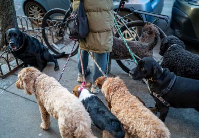 New York Faces Surge in Dog Waste Complaints as Officials Push Education Over Enforcement