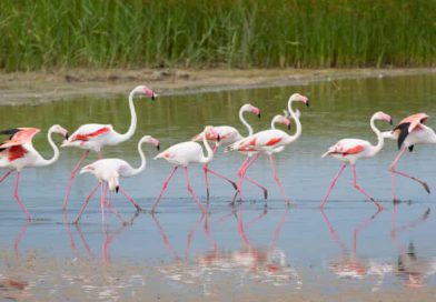 Sicily’s Vendicari Reserve Draws Visitors Seeking Wildlife, Coastline and Rural Heritage