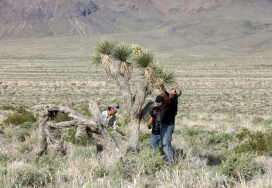 Mining Ambitions Rekindle Debate Over California’s Historic Mineral Belt Near Lone Pine