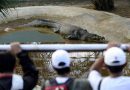 Toddler Found in UK Zoo Crocodile Enclosure as Suspect Granted Bail