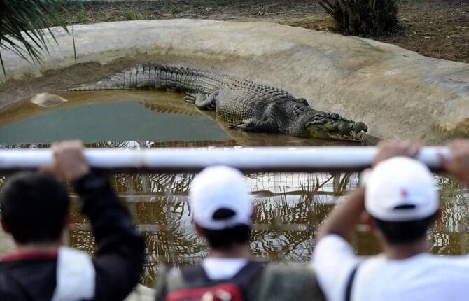 Toddler Found in UK Zoo Crocodile Enclosure as Suspect Granted Bail