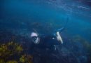 Australia’s Rising Shark Bite Numbers Fuel Public Anxiety as Scientists Search for Answers