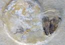 Spanish Quarry Discovery Reveals Massive Fossil Reef Preserved From an Ancient Sea