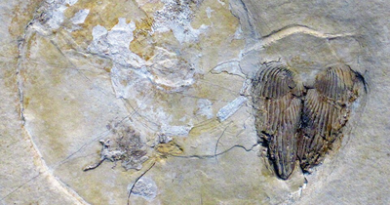 Spanish Quarry Discovery Reveals Massive Fossil Reef Preserved From an Ancient Sea