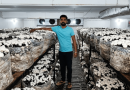 From Canada Migration Plans to a ₹3 Crore Mushroom Enterprise: Haryana Brothers Build High-Value Farming Model