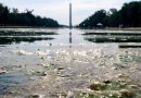 Algae-Choked Reflecting Pool Fuels Scrutiny of Trump’s $14.7 Million Washington Renovation