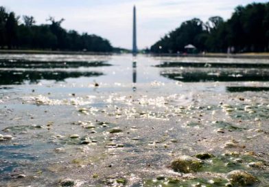 Algae-Choked Reflecting Pool Fuels Scrutiny of Trump’s $14.7 Million Washington Renovation